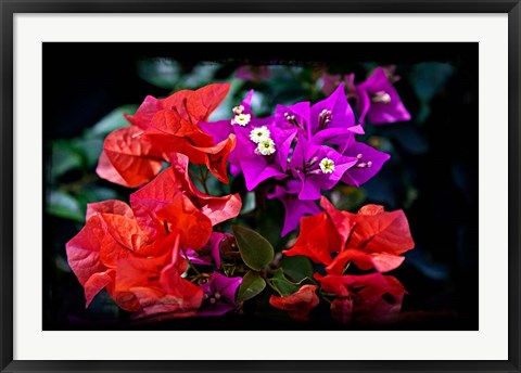 Framed Flora along Staniel Cay, Exumas, Bahamas Print