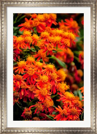 Framed Flora along the Beach at Spanish Wells in the Bahamas Print