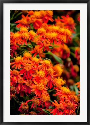 Framed Flora along the Beach at Spanish Wells in the Bahamas Print