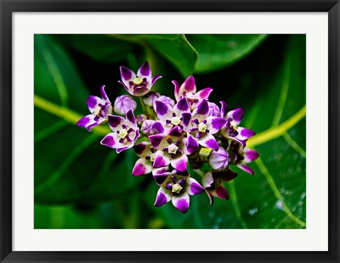 Framed Crown Flower in Virgin Gorda, British Virgin Islands Print