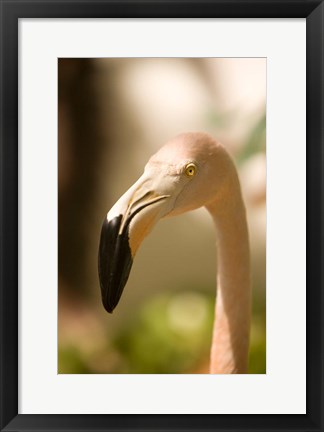 Framed Caribbean, Bonaire, Flamingos, tropical bird Print