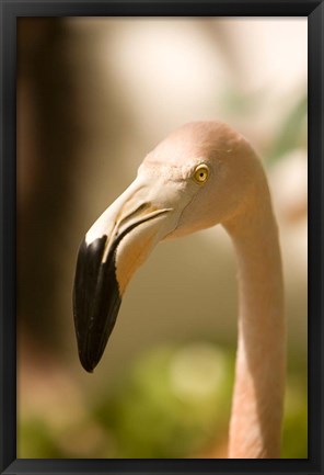 Framed Caribbean, Bonaire, Flamingos, tropical bird Print