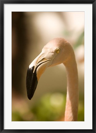 Framed Caribbean, Bonaire, Flamingos, tropical bird Print