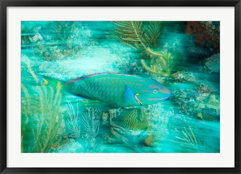 Framed Stoplight Parrotfish, Virgin Gorda Island, British Virgin Islands, Caribbean Print