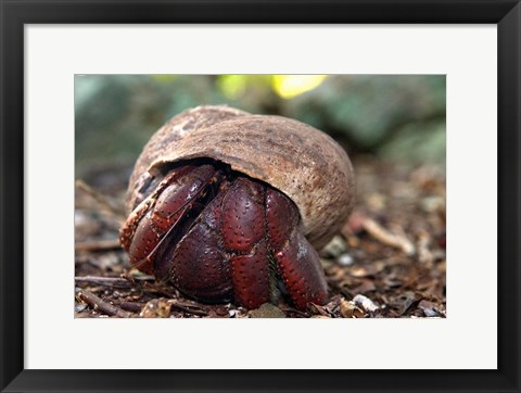 Framed Hermit crab (crustacean), Virgin Islands Print