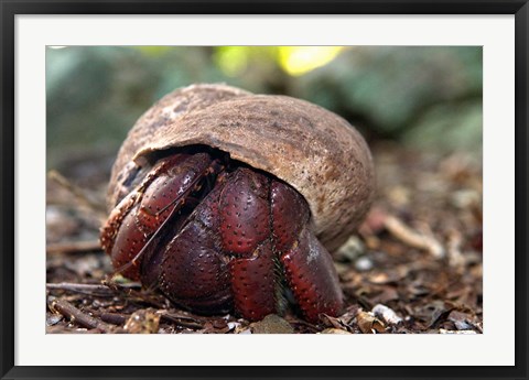 Framed Hermit crab (crustacean), Virgin Islands Print