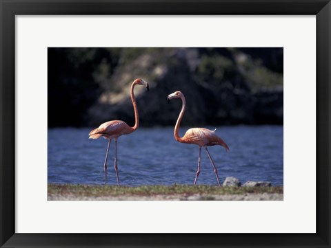 Framed Pink Flamingos on Lake Goto Meer, Bonaire, Caribbean Print