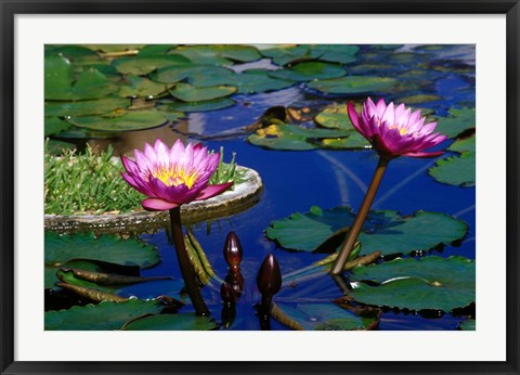 Framed Water Lillies in Reflecting Pool at Palm Grove Gardens, Barbados Print