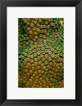 Framed Great Star Coral, Bonaire, Netherlands Antilles Print