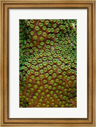 Framed Great Star Coral, Bonaire, Netherlands Antilles Print