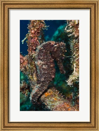 Framed Longsnout Seahorse, Marine Life, Netherlands Antilles Print