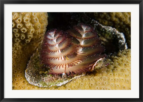 Framed Marine life, Christmas Tree Worm, Star Coral, Bonaire Print