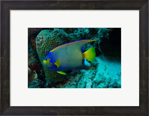 Framed Queen Angelfish, Bonaire, Netherlands Antilles Print