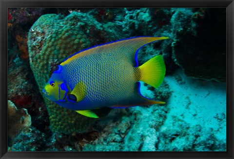 Framed Queen Angelfish, Bonaire, Netherlands Antilles Print