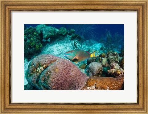 Framed Stoplight Parrotfish, Bonaire, Netherlands Antilles Print