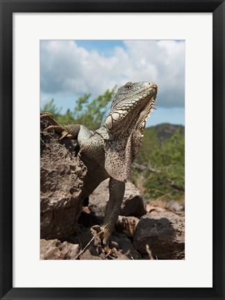 Framed Green Iguana lizard, Slagbaai NP, Netherlands Antilles Print