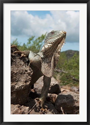 Framed Green Iguana lizard, Slagbaai NP, Netherlands Antilles Print