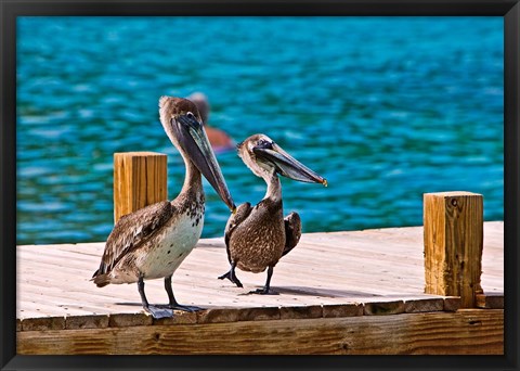 Framed Brown Pelican Print