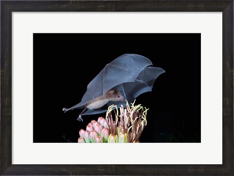 Framed Leafnosed Fruit Bat, Arizona, USA Print
