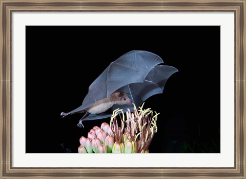 Framed Leafnosed Fruit Bat, Arizona, USA Print