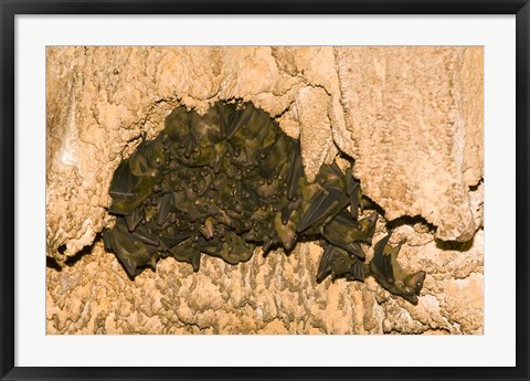 Framed Bat wildlife, Cave, Ankarana NP, Madagascar Print