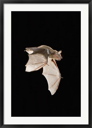 Framed Evening Bat leaving Day roost in tree hole, Texas Print