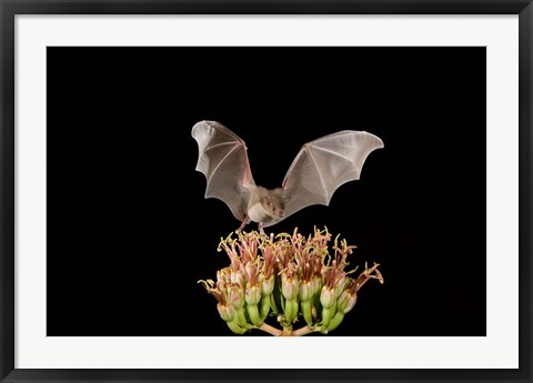 Framed Lesser Long-nosed Bat, Tuscon, Arizona Print