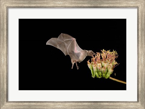 Framed Lesser Long-nosed Bat Print