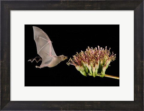 Framed Lesser Long-Nosed Bat in Flight Feeding on Agave Blossom, Tuscon, Arizona Print
