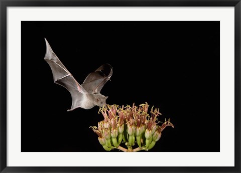 Framed Mexican Long-tongued Bat, Agave Blossom, Arizona Print