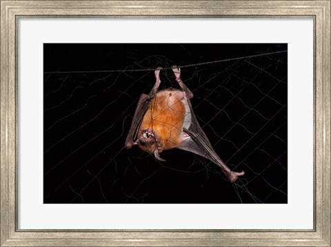 Framed Fishing Bat, Iwokrama Forest Reserve, Guyana Print