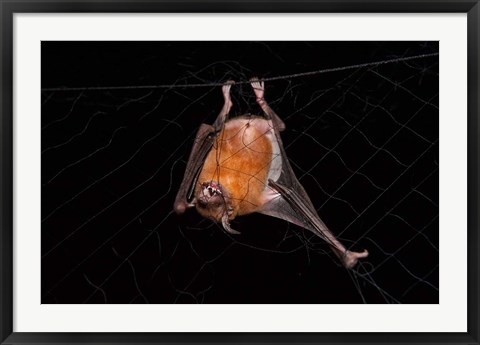 Framed Fishing Bat, Iwokrama Forest Reserve, Guyana Print