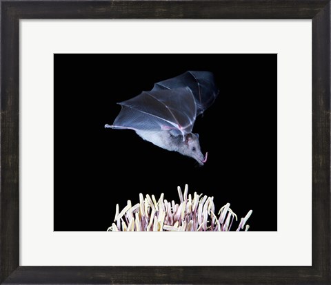 Framed Leafnosed fruit bat, agave, Tucson, Arizona, USA Print