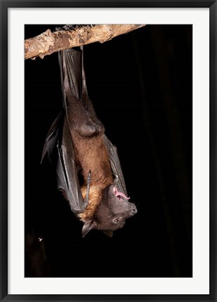 Framed USA, Pennsylvania, Giant Fruit Bat Print