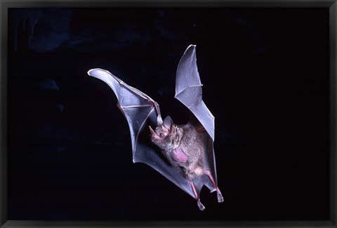 Framed Leaf-nosed Fruit Bat wildlife Print