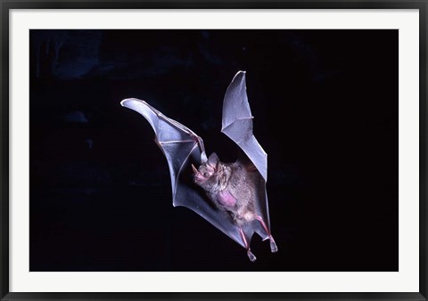 Framed Leaf-nosed Fruit Bat wildlife Print