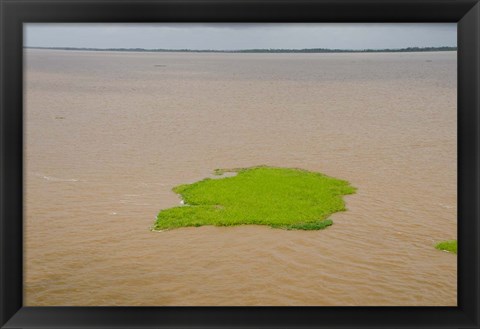 Framed Brazil, Amazon, Manaus The Meeting of the Waters Floating plant mat Print