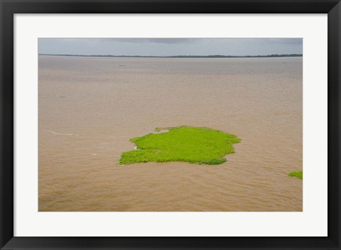 Framed Brazil, Amazon, Manaus The Meeting of the Waters Floating plant mat Print