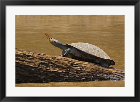 Framed Turtle Atop Rock with Butterfly on its Nose, Madre de Dios, Amazon River Basin, Peru Print