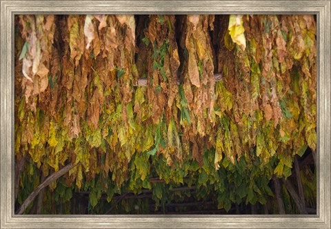 Framed Drying tobacco, Cuba Print