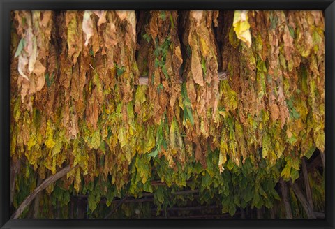 Framed Drying tobacco, Cuba Print