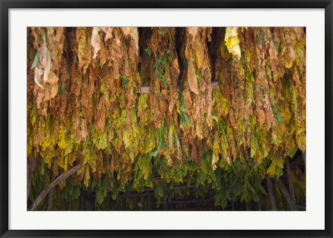 Framed Drying tobacco, Cuba Print