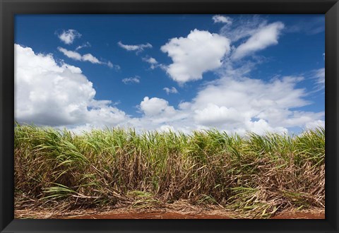 Framed Cuba, Jaguey Grande, sugar cane agriculture Print