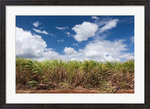 Framed Cuba, Jaguey Grande, sugar cane agriculture Print