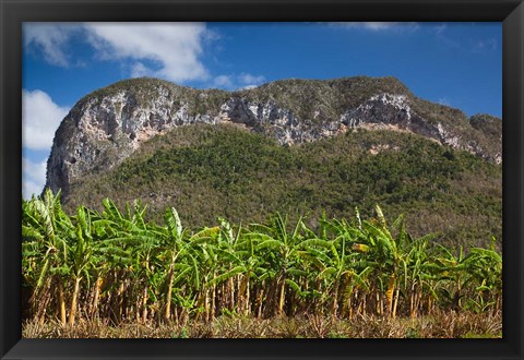 Framed Cuba, Pinar del Rio Province, Palm plantation Print