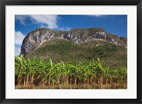 Framed Cuba, Pinar del Rio Province, Palm plantation Print