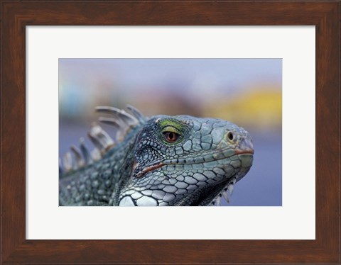 Framed Iguana, Curacao, Caribbean Print