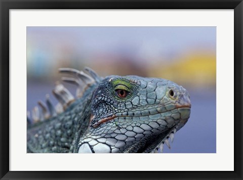 Framed Iguana, Curacao, Caribbean Print