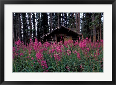 Framed Abandoned Trappers Cabin Amid Fireweed, Yukon, Canada Print