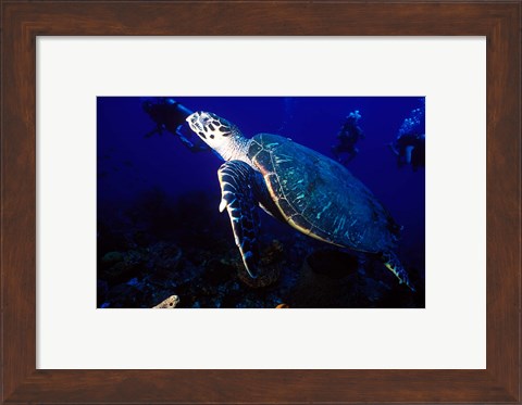 Framed Loggerhead Turtle, Dominica, Caribbean Print